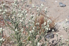 Pseudognaphalium leucocephalum