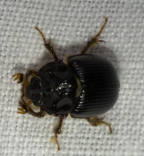Odonteus armiger