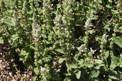 Stachys stebbinsii