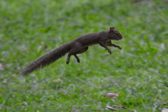 Sciurus aestuans ingrami