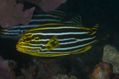Plectorhinchus polytaenia
