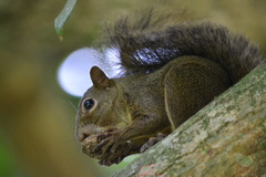 Sciurus aestuans ingrami