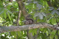 Sciurus aestuans ingrami