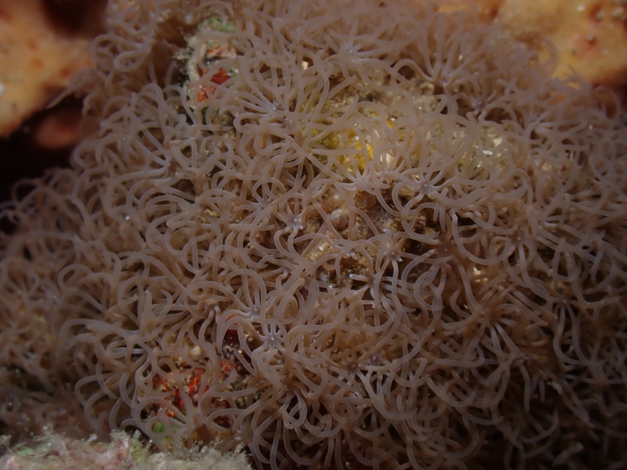 Acrossota amboinensis (Burchardt, 1902)