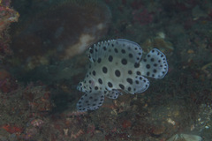 Chromileptes altivelis