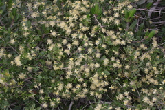 Clematis pauciflora