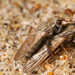 Helcomyzidae - Photo (c) Jorge Almeida, alguns direitos reservados (CC BY-NC-ND)