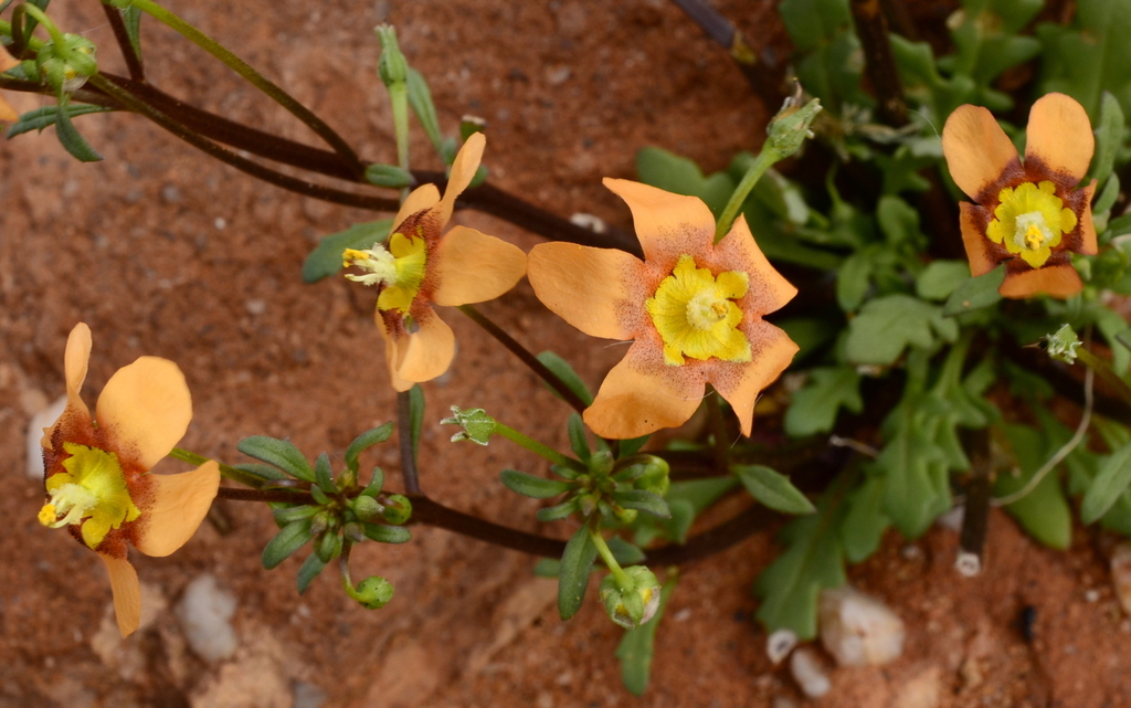 Diascia rudolphii