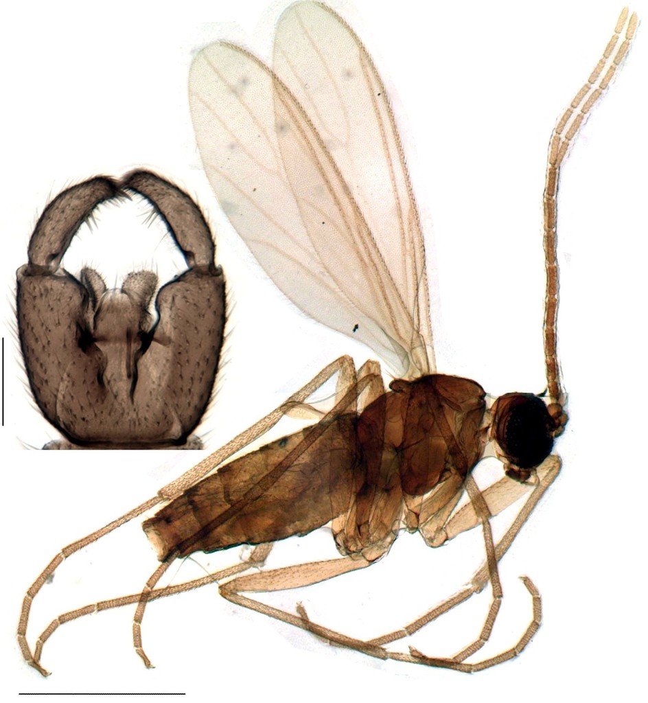 Lycoriella