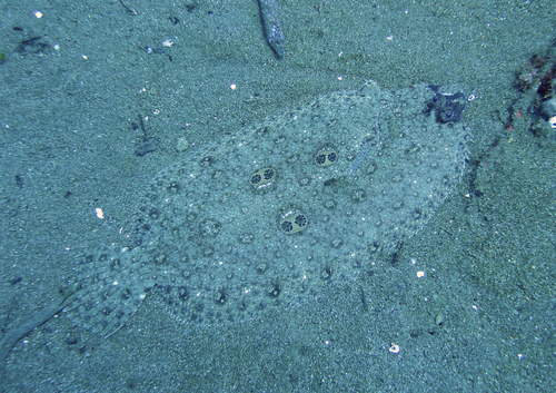 Cartwright's flounder (Pseudorhombus dupliciocellatus) — Paralichthyidae