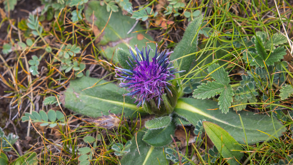 Saussurea superba