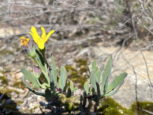 Image of Othonna quercifolia by (c) Charleen Brunke, some rights reserved (CC BY)