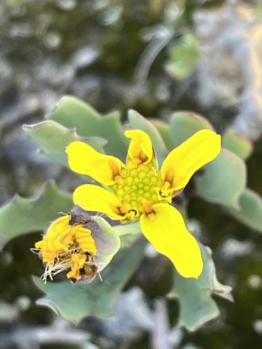Image of Othonna quercifolia by (c) Charleen Brunke, some rights reserved (CC BY)