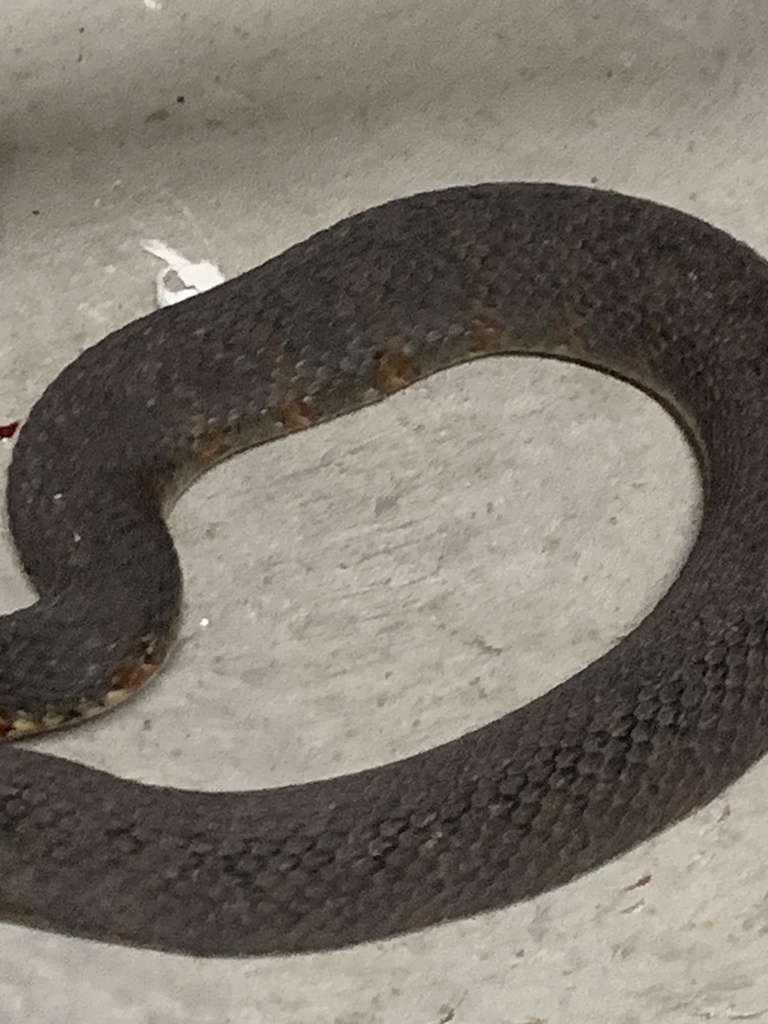 Watersnakes from Bella Coola Rd, Lake Waccamaw, NC, US on August 18