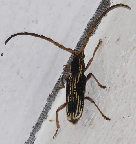 Xoanodera striata, 2023-08-01