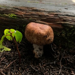 Agaricus arorae