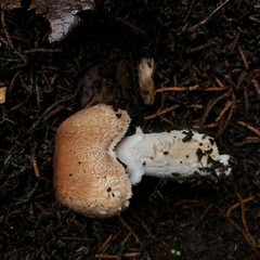 Agaricus arorae