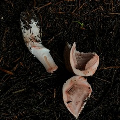 Agaricus arorae
