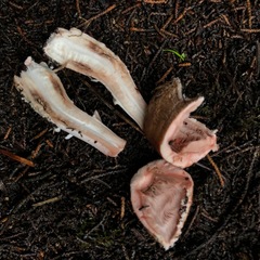 Agaricus arorae