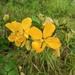 Senna splendida gloriosa - Photo (c) Breno Farias, some rights reserved (CC BY-NC), uploaded by Breno Farias