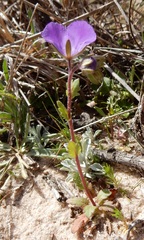 Phacelia strictiflora lundelliana