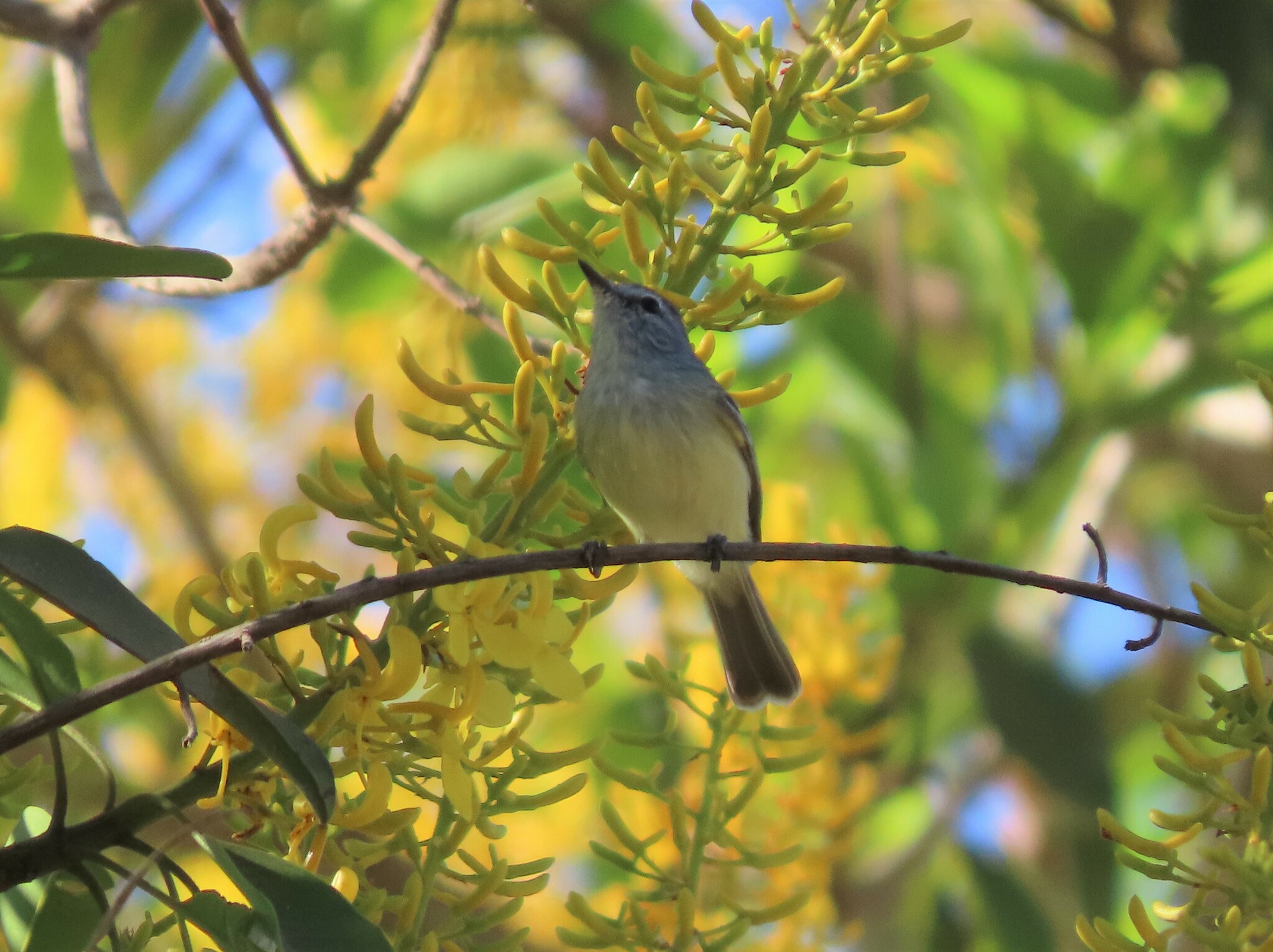 Plain Inezia (Inezia inornata), photo 4