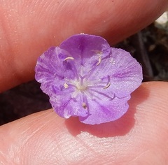 Phacelia strictiflora lundelliana