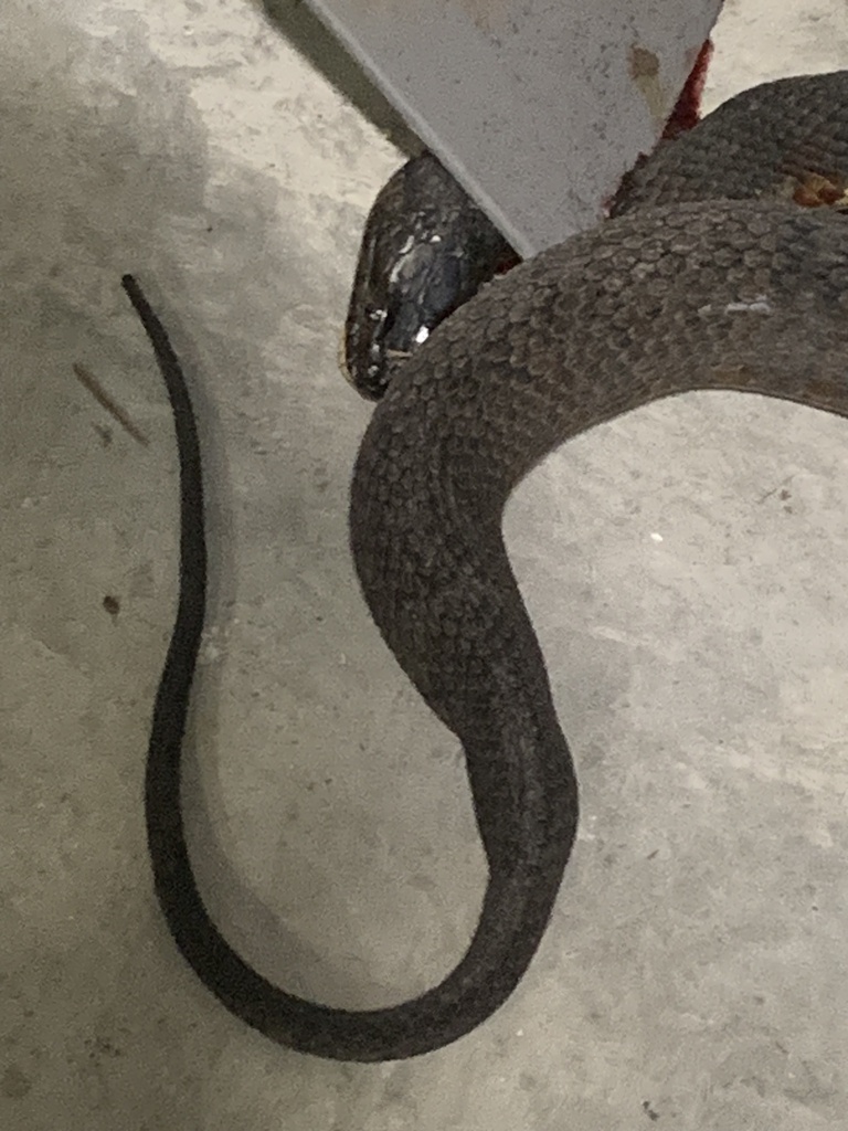 Banded Watersnake from Bella Coola Rd, Lake Waccamaw, NC, US on August