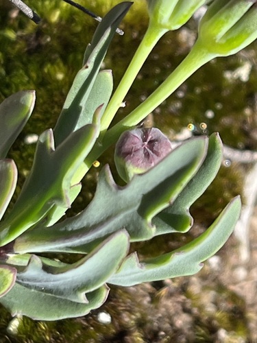 Image of Othonna quercifolia by (c) Charleen Brunke, some rights reserved (CC BY)