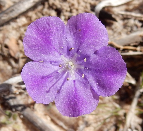 Phacelia strictiflora var. lundelliana
