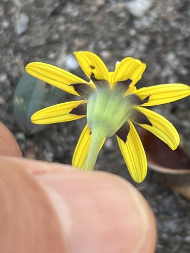Othonna perfoliata