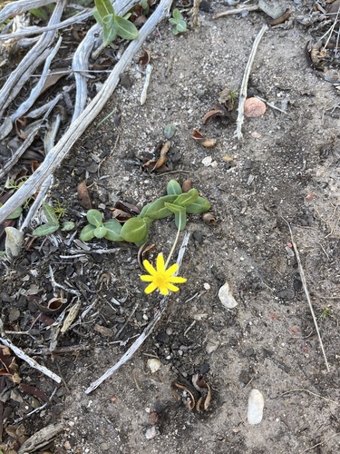 Othonna perfoliata