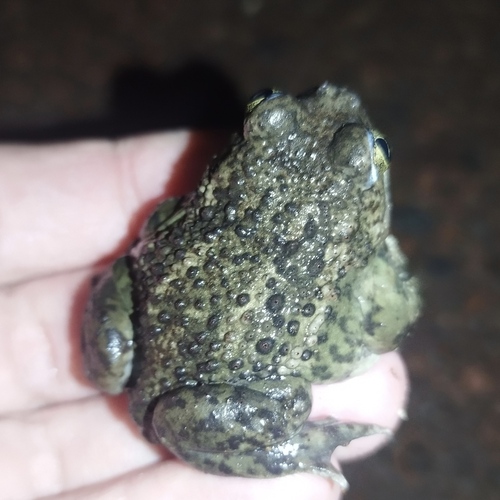 Mexican Spadefoot
