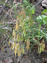 Astragalus australis