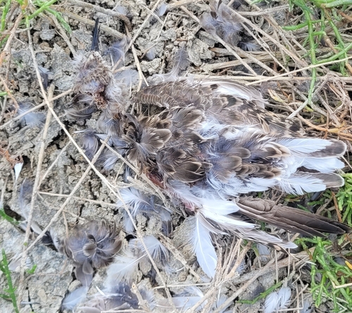 Plume de Combattant varié
