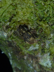 Psepholax