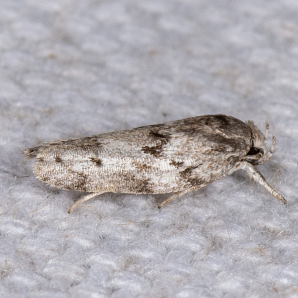 Dotted Antaeotricha Moth from Allen Acres, Vernon Parish, LA, USA on ...