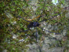 Pantopsalis phocator