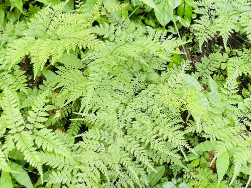 Athyrium iseanum iNat (3)