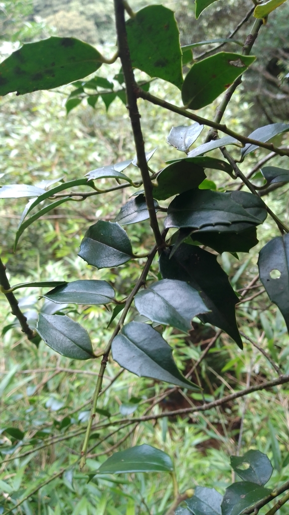 Ilex × sanqingshanensis