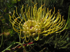 Leucospermum lineare