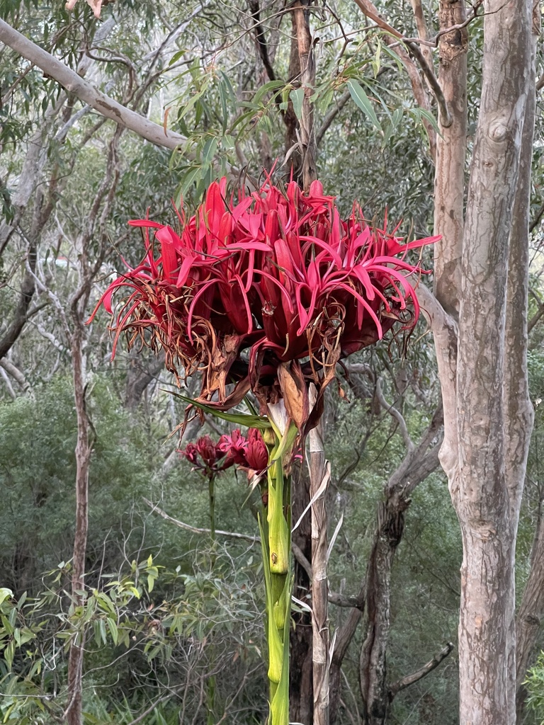 Gymea Lily