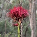 Gymea Lily - Photo (c) Keith Martin-Smith, some rights reserved (CC BY-NC-SA), uploaded by Keith Martin-Smith