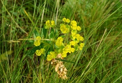 Euphorbia stepposa