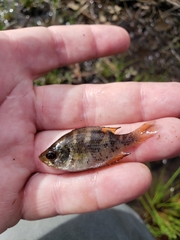 Centrarchus macropterus