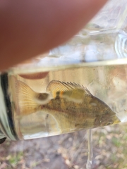 Centrarchus macropterus