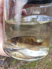 Centrarchus macropterus