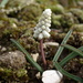 Pale Grape-Hyacinth - Photo (c) ramazan_murtazaliev, some rights reserved (CC BY-NC), uploaded by ramazan_murtazaliev