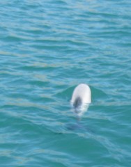Cephalorhynchus hectori