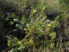 Leucospermum lineare